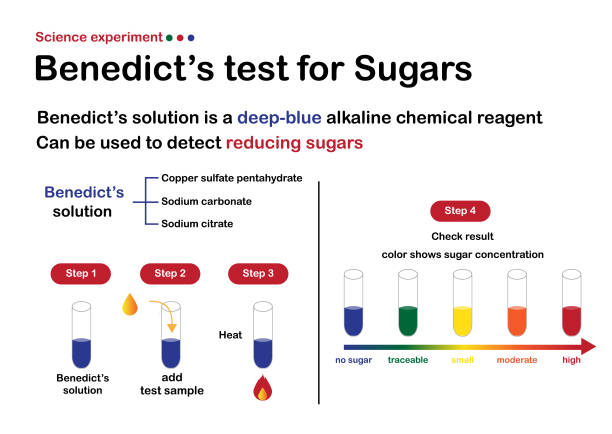 科學實驗圖通過結果分析,顯示了本篤十六世對糖測定的測試。 - benedict 幅插畫檔、美工圖案、卡通及圖標