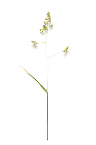 istock orchard grass (Dactylis glomerata), also called cock's-foot or cat grass isolated on a white background, copy space 1247091773