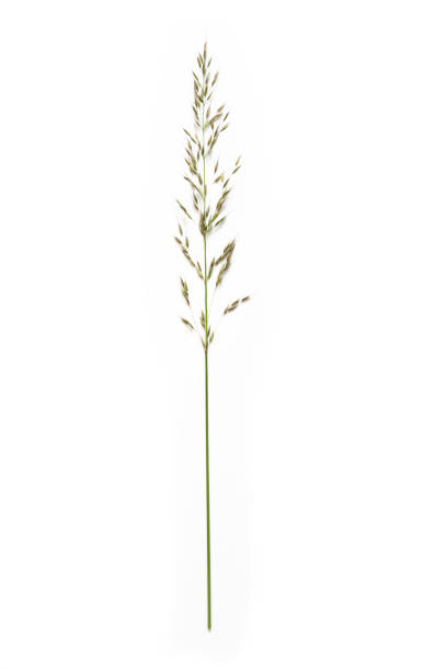 istock false oat-grass or ryegrass (Arrhenatherum elatius) isolated on a white background, copy space 1247091851