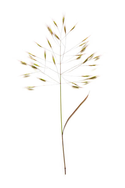 Barren brome or poverty brome (Bromus sterilis) a species of bromegrass with green to purplish leaves, the inflorescence is a spreading panicle with long spikelets and awns, isolated on a white background, copy space brome barren o brezo de la pobreza (bromus sterilis) una especie de bromegrass con hojas verdes a púrpuras, la inflorescencia es una panícula que se extiende con espiguillas largas y toldos, aislada sobre un fondo blanco, copia el espacio
