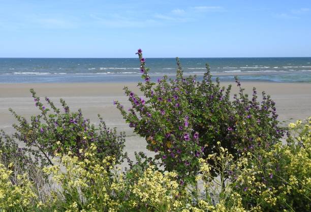 istock Coastal wild flowers 1247106503