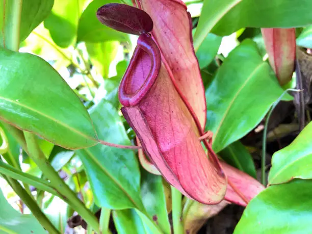 The common swamp pitcher-plant (Nepenthes mirabilis), Wunderliche Kannenpflanze - Botanical Garden St. Gallen, Switzerland / Der Botanische Garten St. Gallen, Schweiz