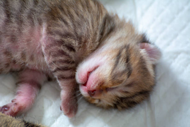 istock Newborn, adorable kittens 1247115223