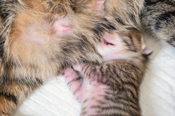 istock Newborn, adorable kittens 1247115227