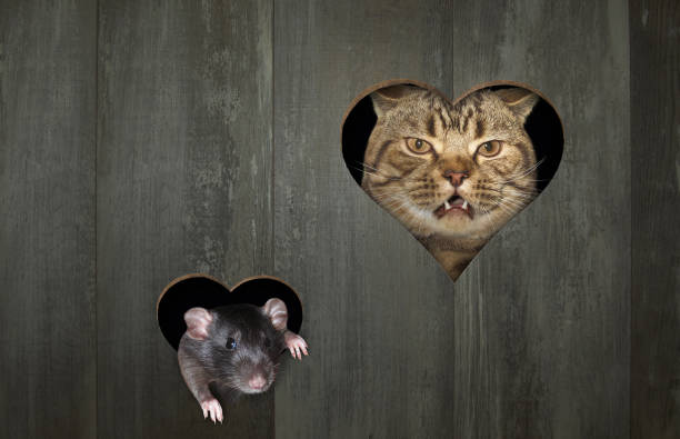 istock Cat and rat look through holes 2 1247139821