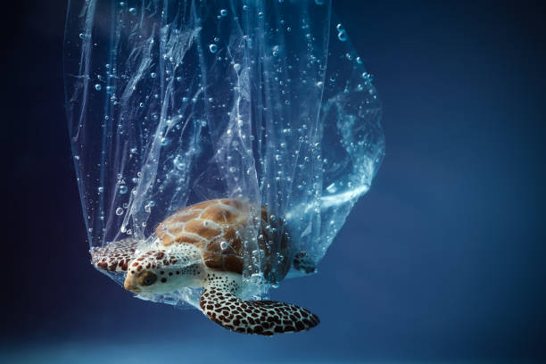 istock Turtle in plastic bag in ocean. Platic pollution problem. World oceans day concept. Environment concept. 1247148994