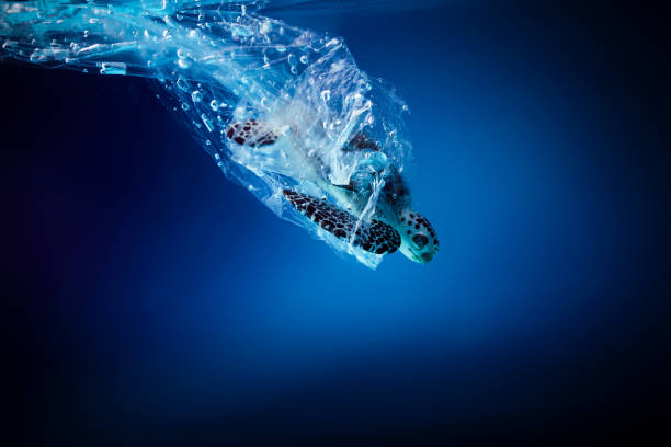 istock Turtle in plastic bag in ocean. Platic pollution problem. World oceans day concept. Environment concept. 1247149002