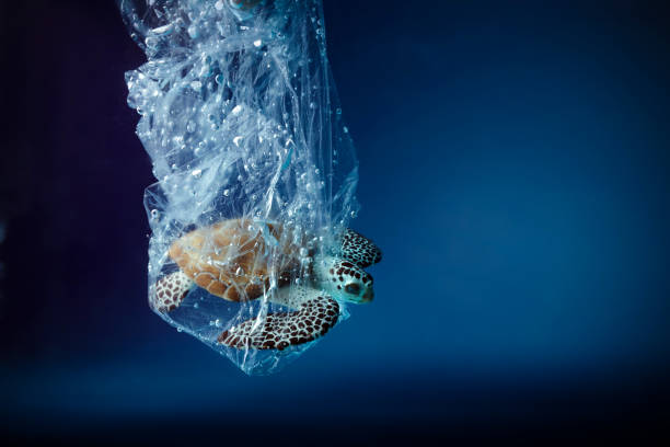 istock Turtle in plastic bag in ocean. Platic pollution problem. World oceans day concept. Environment concept. 1247149010