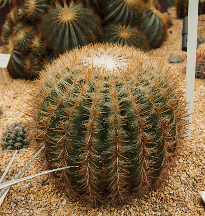 Mammillaria or pincushion cactus plant