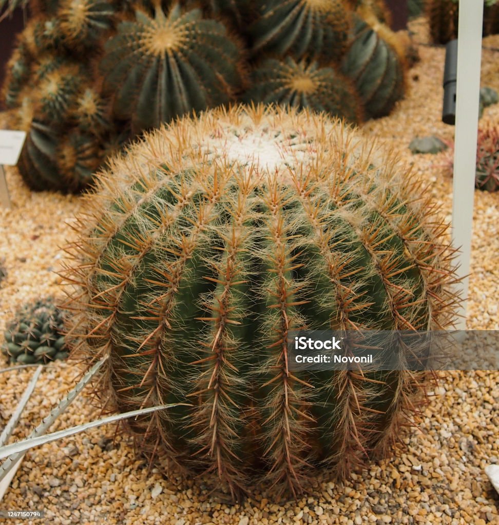 Hình Ảnh Của Cây Xương Rồng Mammillaria Hoặc Pincushion Hình ảnh ...