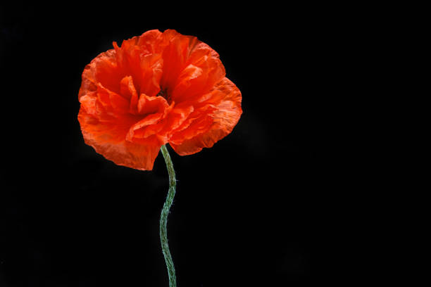 istock Poppy isolated on black background. Wild spring wildflower. 1247152865