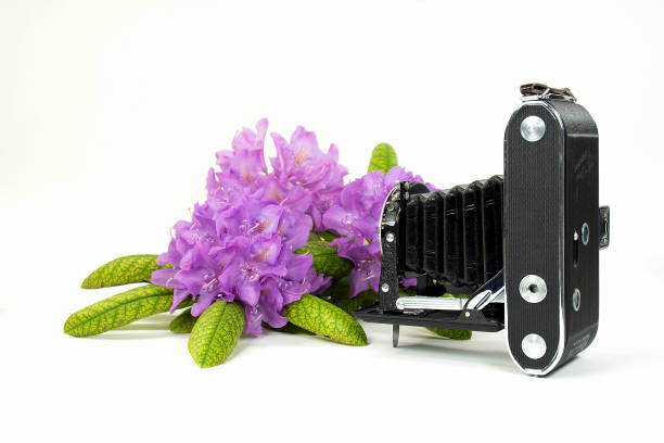 istock vintage bellows camera with azalea 1247153098