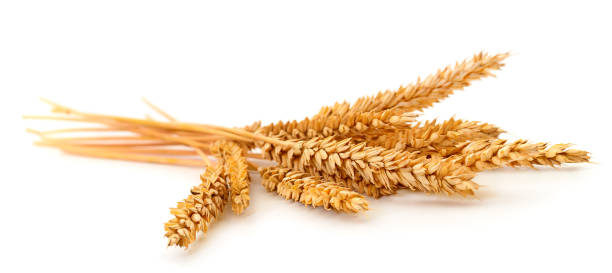 Bunch of ripe wheat ears.