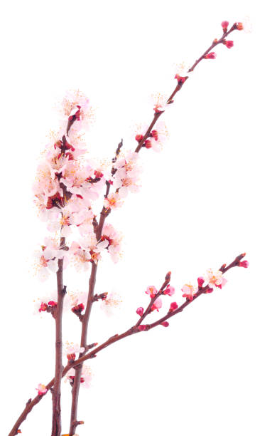 Flowering branch of apricot. Flowering branch of apricot on white background. cherry blossom branch on white stock pictures, royalty-free photos & images
