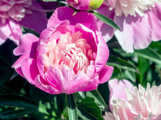 istock pink peonies bloomed in the garden 1247159201