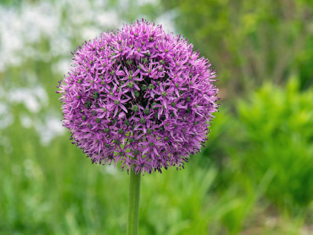 istock Allium giganteum called an Giant Onion Allium 1247171785