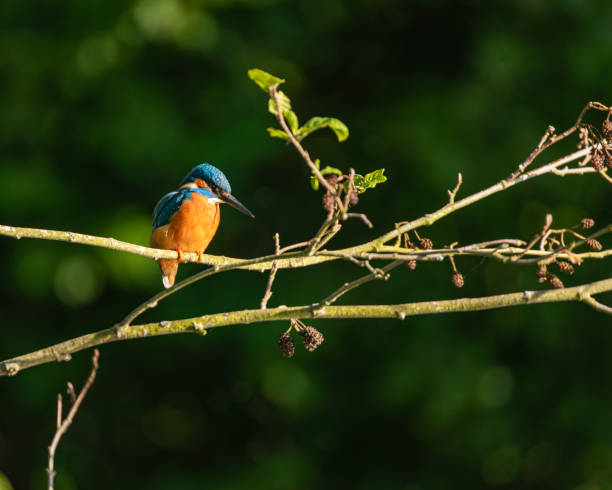 istock A common Eurasian kingfisher, Alcedo atthis perched by a pond. 1247173757