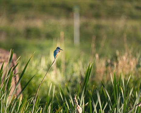 A common Kingfisher, Alcedo atthis, also known as the Eurasian kingfisher, or river Kingfisher perched on a branch by a pond.