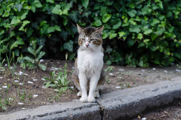 street cat. city courtyard cat on the sidewalk. - eyes narrowed imagens e fotografias de stock