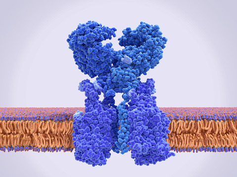 The angiotensin converting enzyme 2 (ACE2, blue) in complex with the amino acid transporter BOAT 1 (violet). ACE2 is involved in control of blood pressure and is the target for the SARS-CoV-2 virus to infect human cells..\