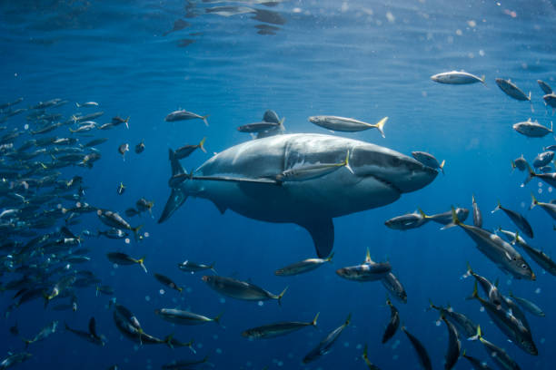 Mackerel and Great White Shark A Great White Shark in Guadalupe Island school of fish photos stock pictures, royalty-free photos & images