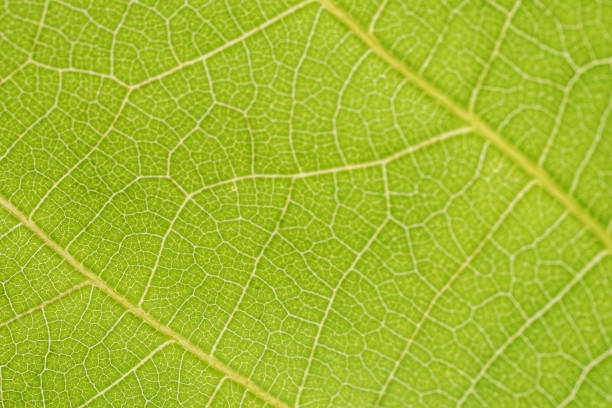 istock Rich green leaf texture see through symmetry vein structure, beautiful nature texture concept 1247183041