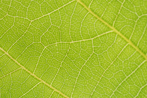 Rich green leaf texture see through symmetry vein structure, beautiful nature texture concept