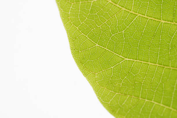 istock Isolated shot of two leaf veins on white background 1247186739