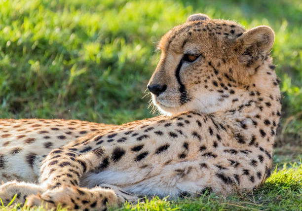 istock Big Cat Cheetah in a Wild Jungle 1247194846