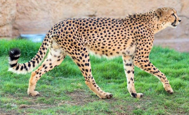 istock Big Cat Cheetah in a Wild Jungle 1247195245