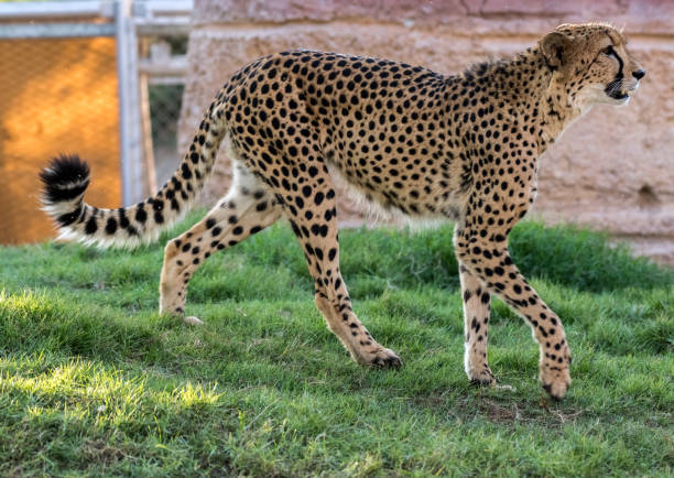 istock Big Cat Cheetah in a Wild Jungle 1247195268