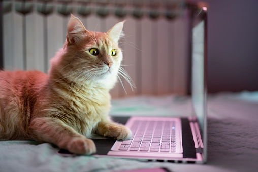 Beautiful Young Maine Coon Cat Using Laptop At Home. / Programming / Freelancing / Quarantine