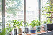 Indoor Herb Plant Garden in Flower Pots by Window Sill