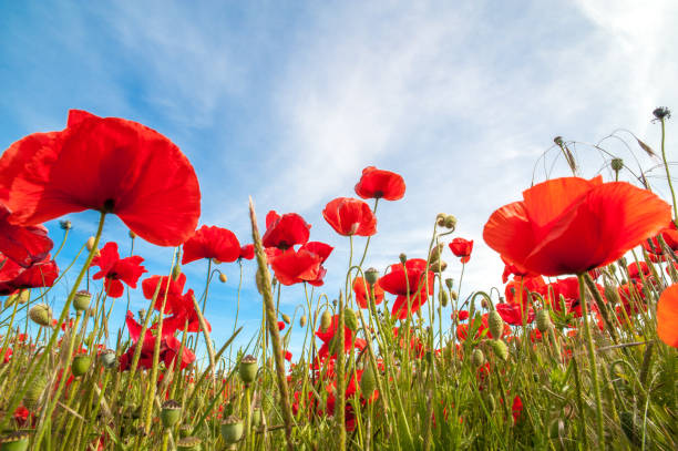 12,400+ Flanders Poppy Field Stock Photos, Pictures & Royalty-Free ...