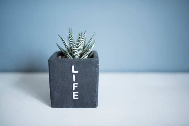 USA, Succulent Plant, Flower Pot, Small, Plant