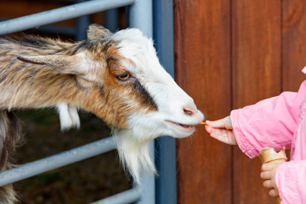 a child's hand feeds a small bearded goat kid. - animals feeding animal child kid goat imagens e fotografias de stock