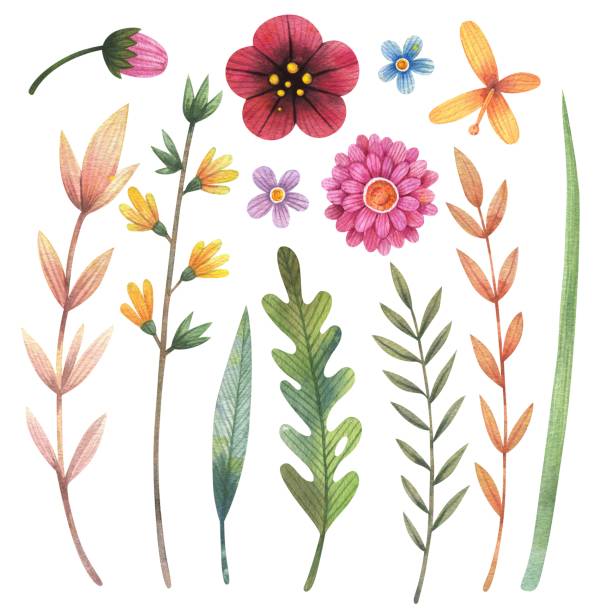 istock Watercolor wildflowers set with leaves, buds and branches. 1247207568