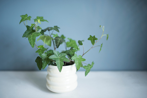 Ivy, Flower Pot, Indoors, Plant, Potted Plant