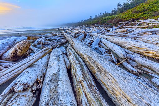 Driftwood on the shoreline of Pacific Rim National Park on Vancouver Island, British Columbia