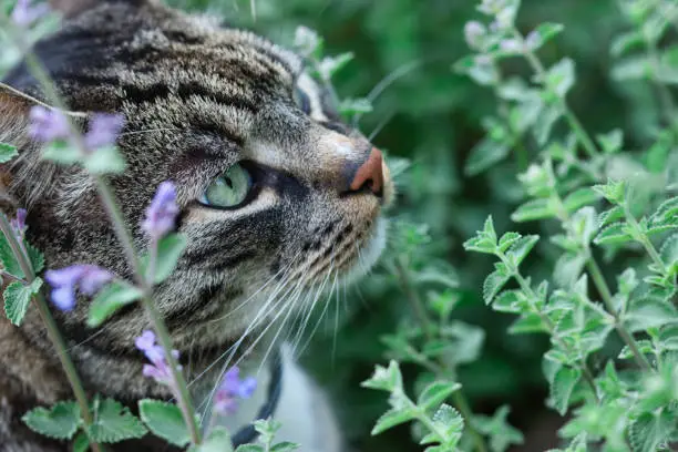 Photo of Gray tabby cat sniffing catmint in the summer garden