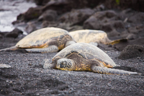 istock Hawaii Sea Turtles 1247210346