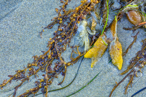 istock Vancouver Island British Columbia 1247211422