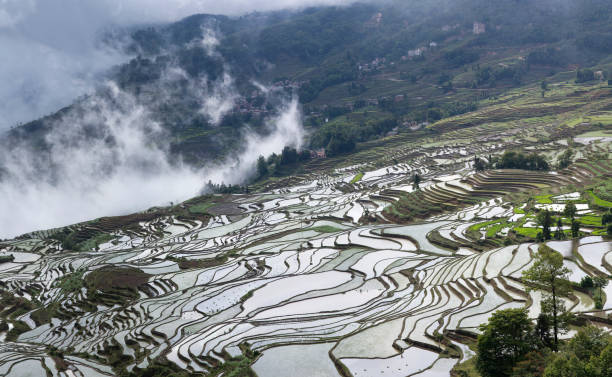 istock Terraced rice fields in Yuanyang county, Yunnan, China 1247211424