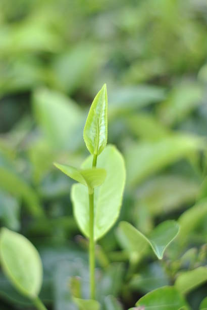 istock Green tea buds and fresh leaves. 1247212485