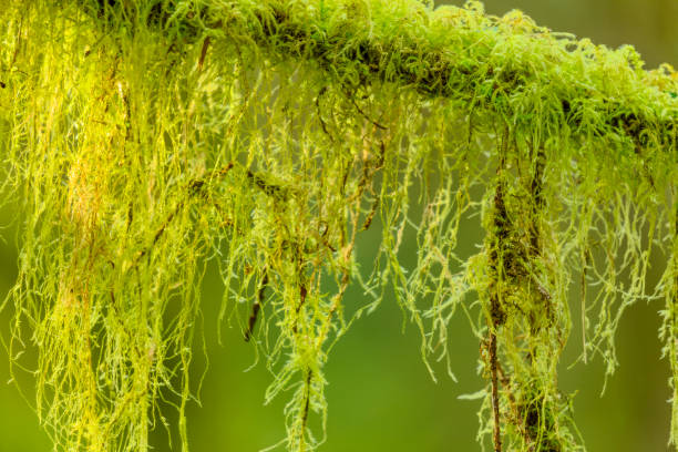 Forest on Vancouver Island, British Columbia