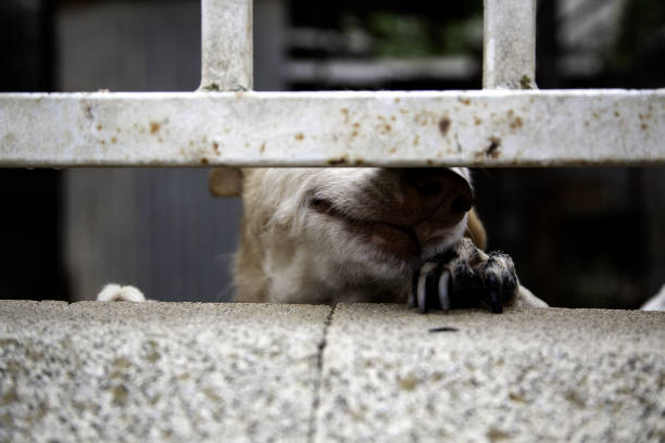 istock Abandoned hunting dog 1247216271