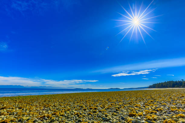 istock Vancouver Island British Columbia 1247216807