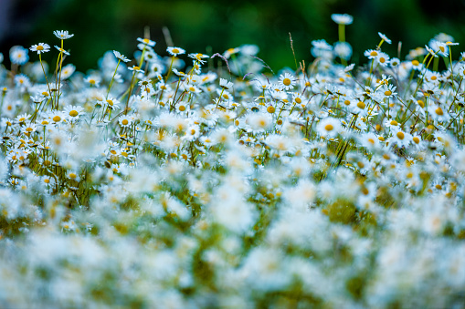 Wildflower daisies on Vancouver Island, British Columbia