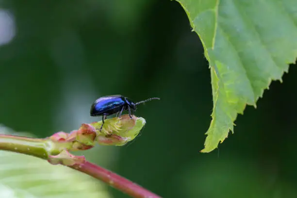 Photo of blue beetle on foliage in the forest