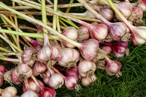 Harvesting garlic in the garden. Young garlic is lying on the ground. The harvest season of onions. Harvesting garlic in the garden. Young garlic is lying on the ground. The harvest season of onions. growing garlic stock pictures, royalty-free photos & images